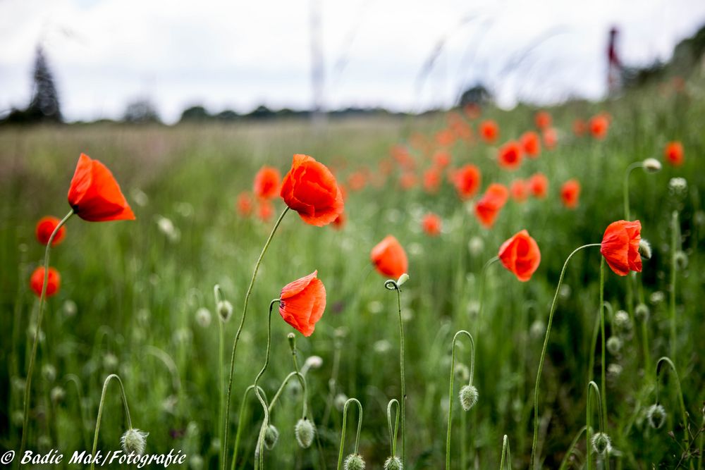 Farben des Sommers