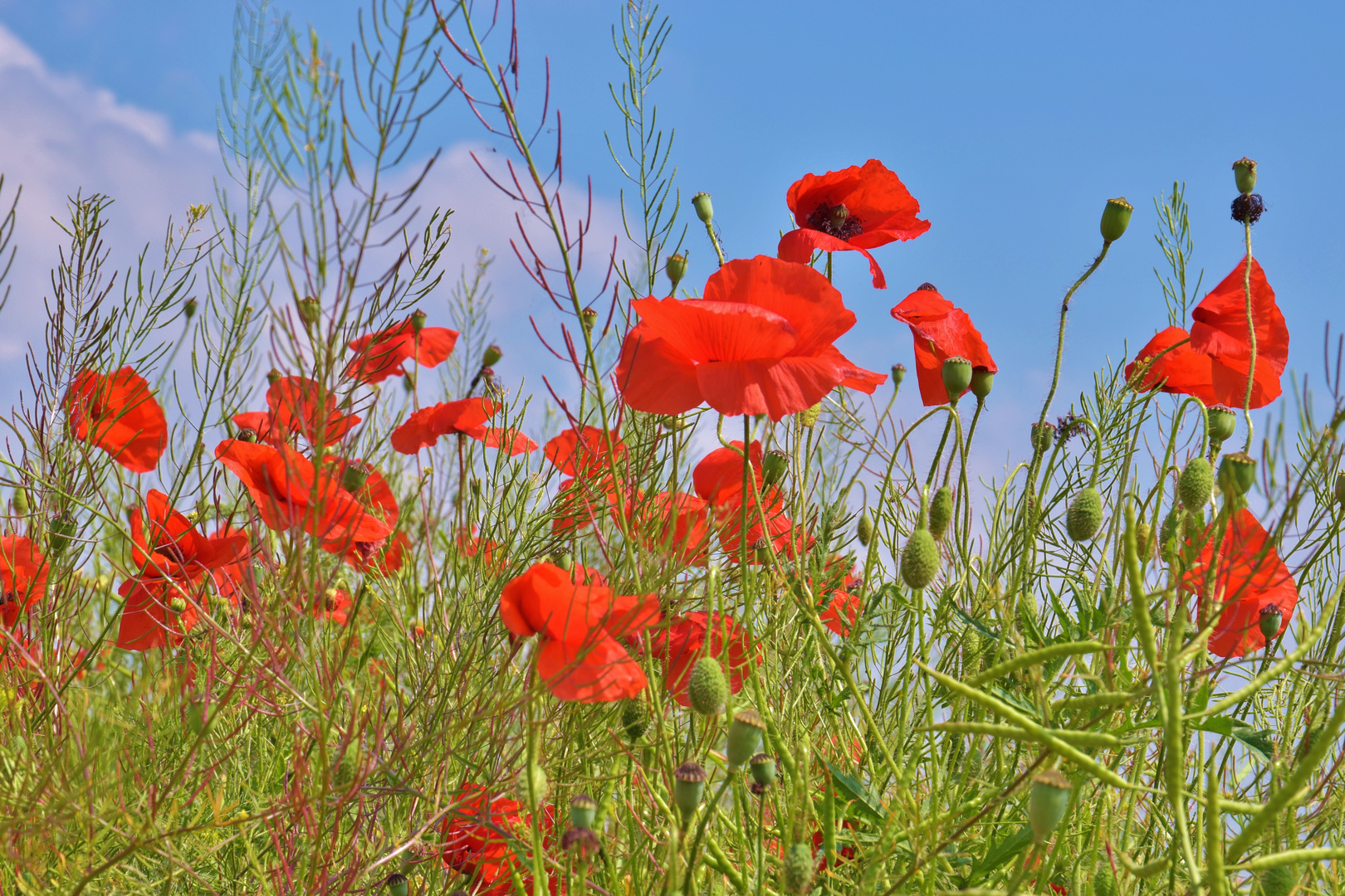 FARBEN DES SOMMERS