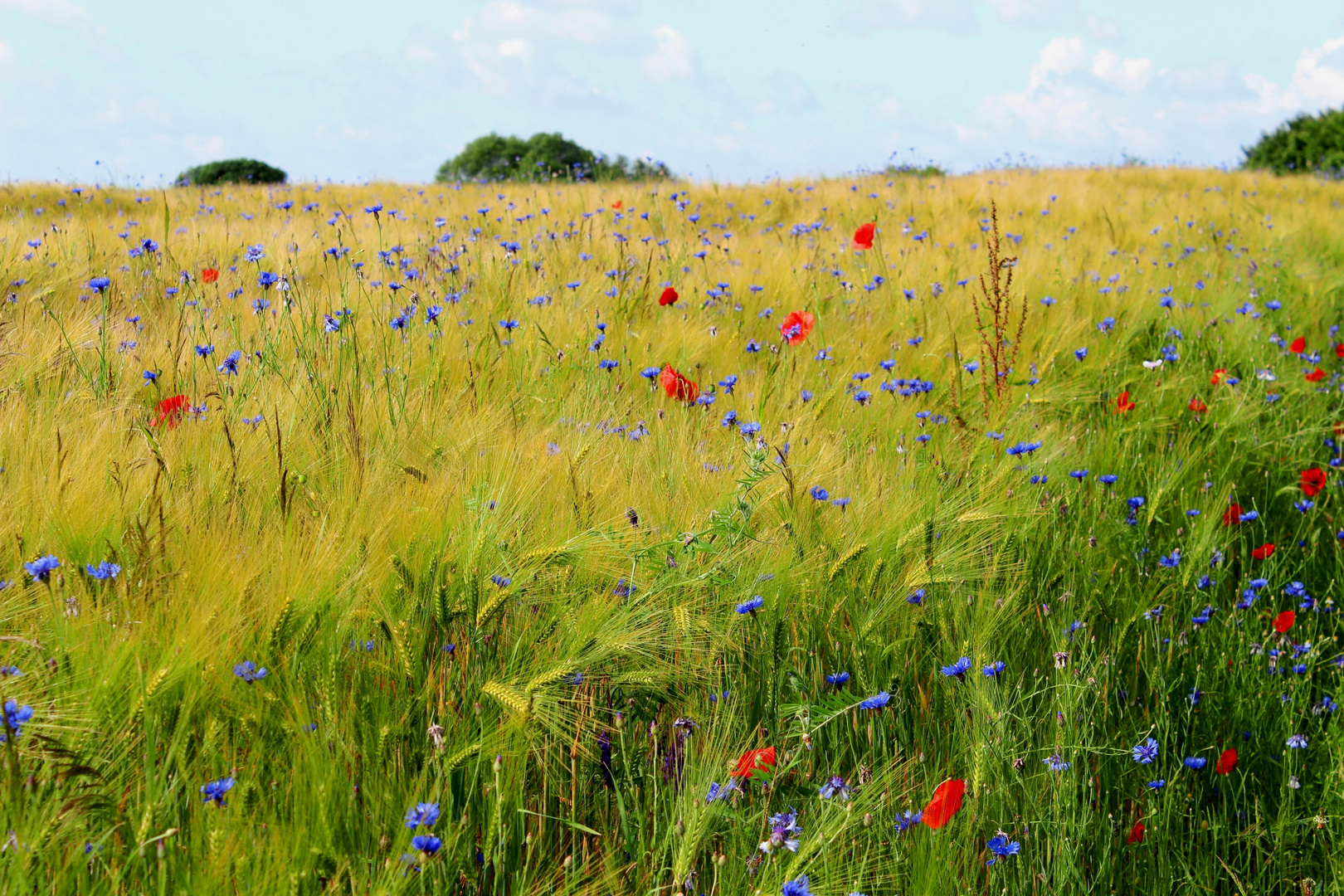 Farben des Sommers 