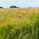 Farben des Sommers 