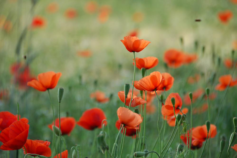 Farben des Sommers