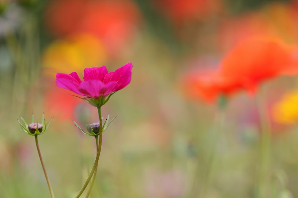 Farben des Sommers