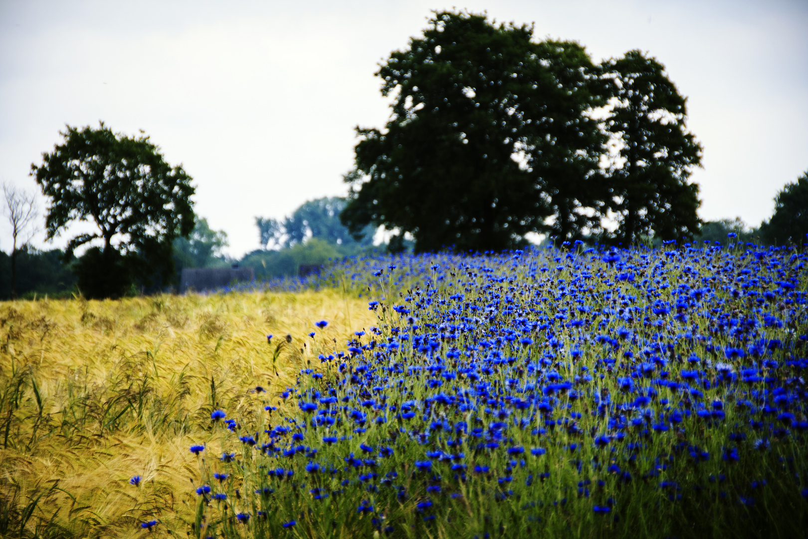 Farben des Sommers