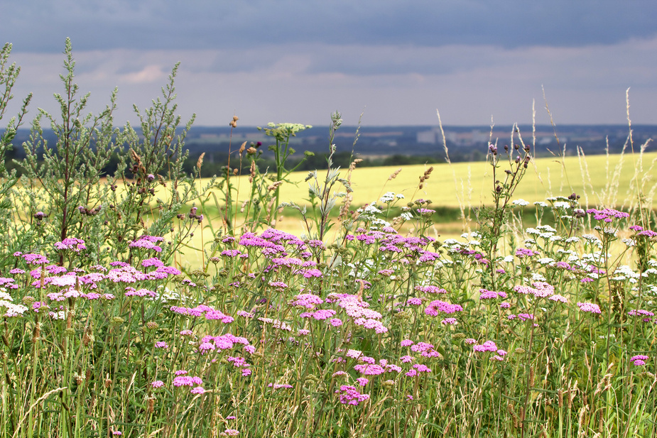 Farben des Sommers