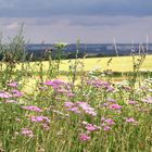 Farben des Sommers