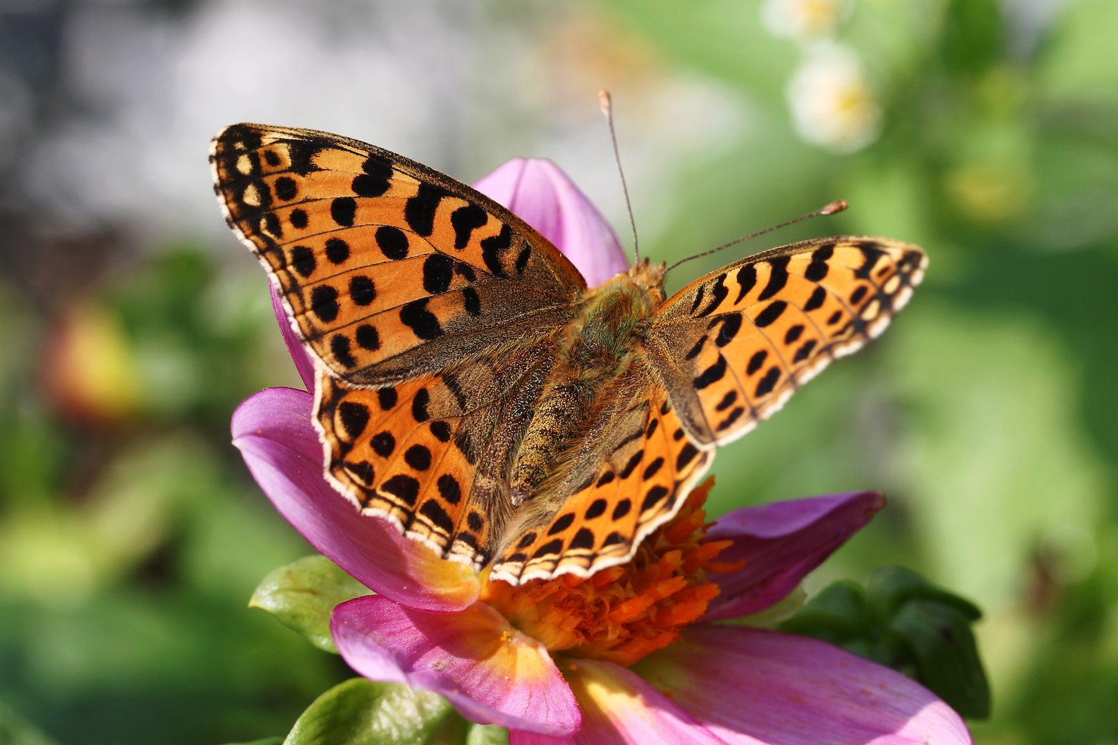 Farben des Sommers