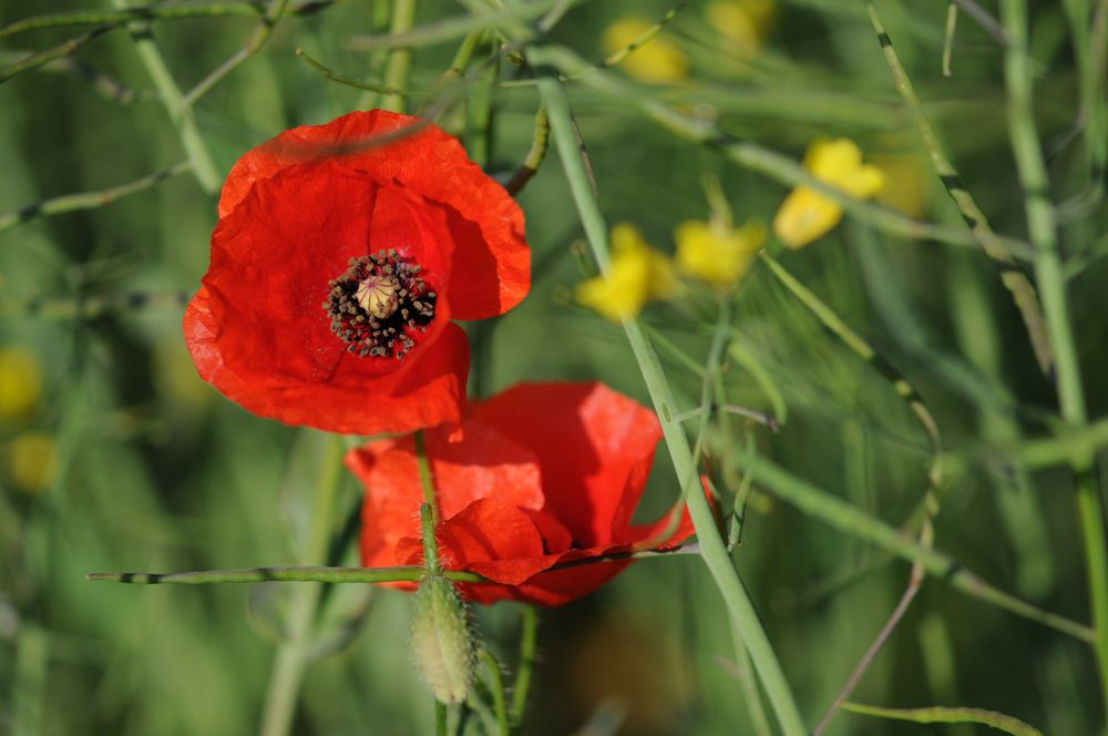 Farben des Sommers von Solsken 