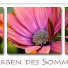 Farben des Sommers