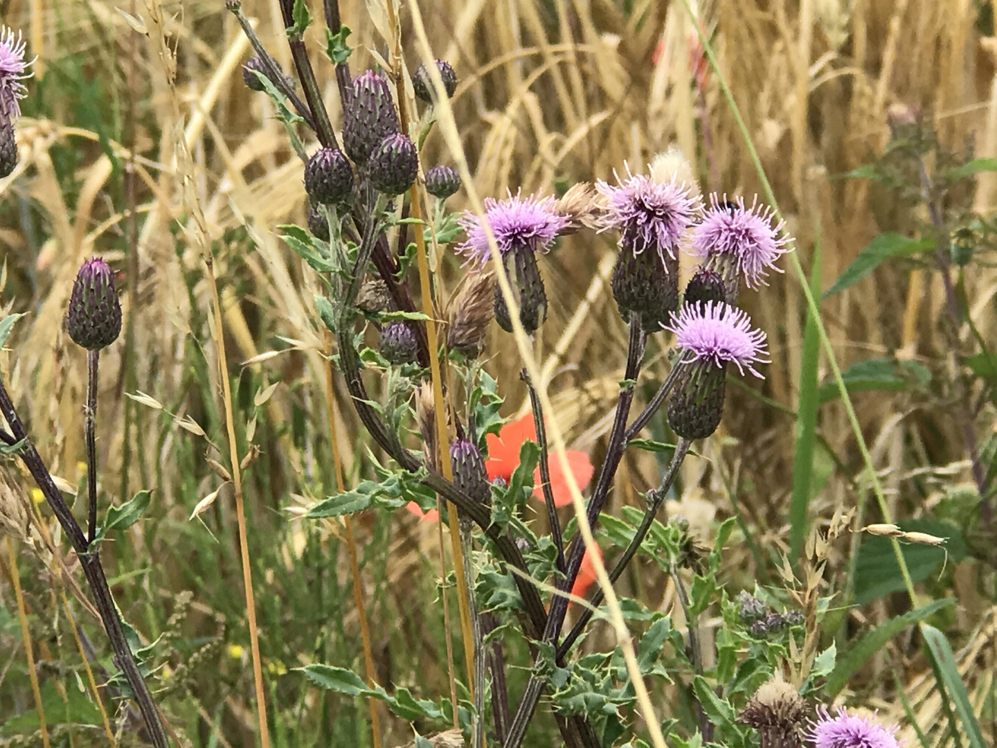 Farben des Sommers