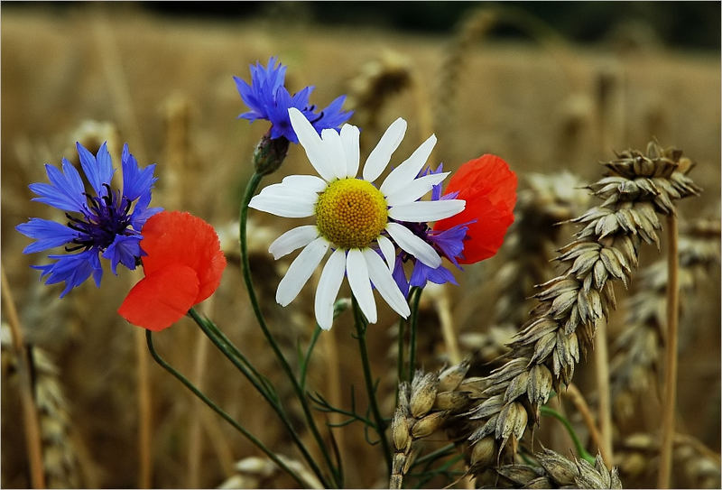 Farben des Sommers