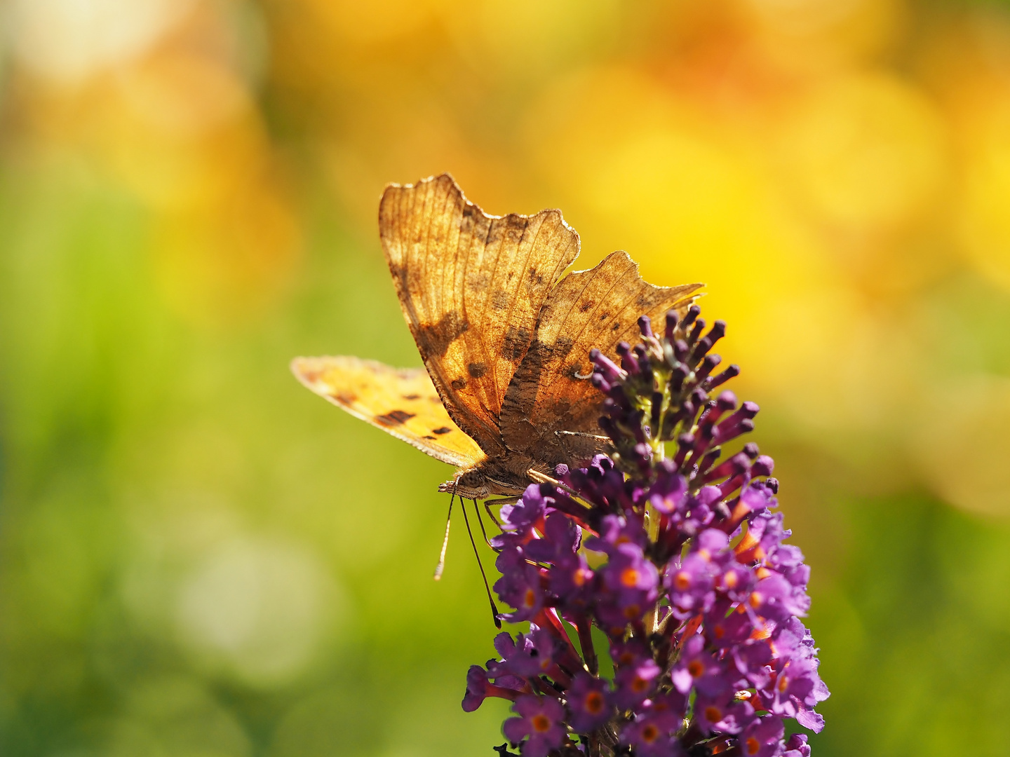 Farben des Sommers