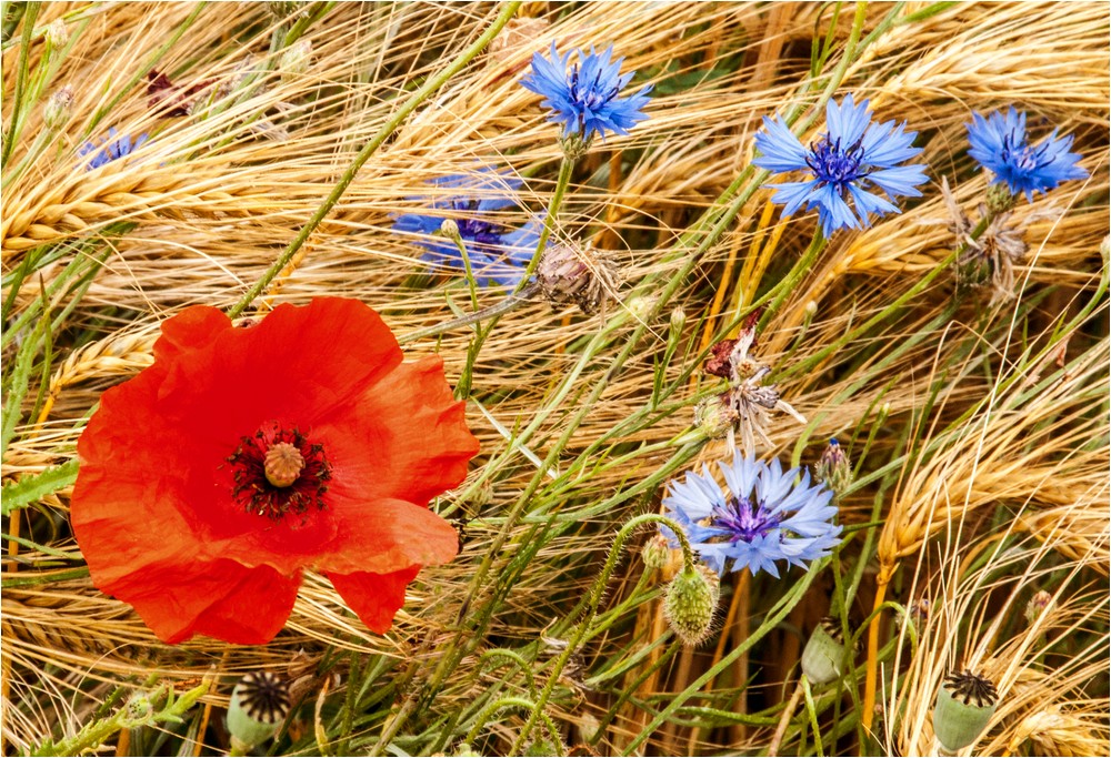 Farben des Sommers