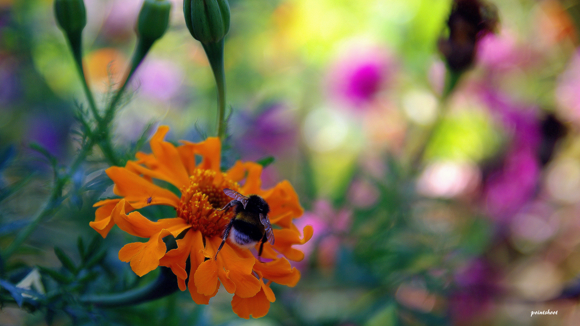 Farben des Sommers