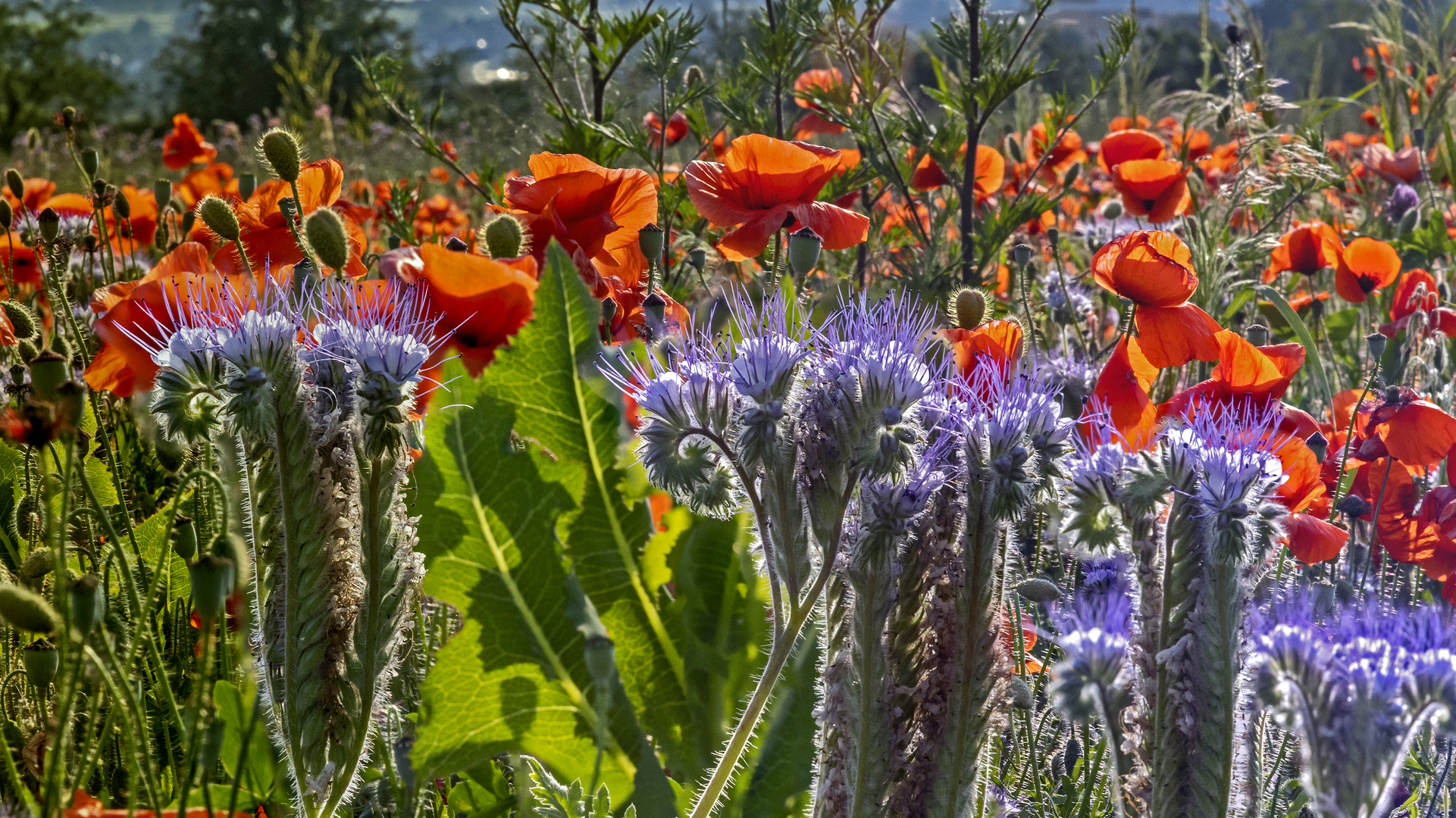 Farben des Sommers