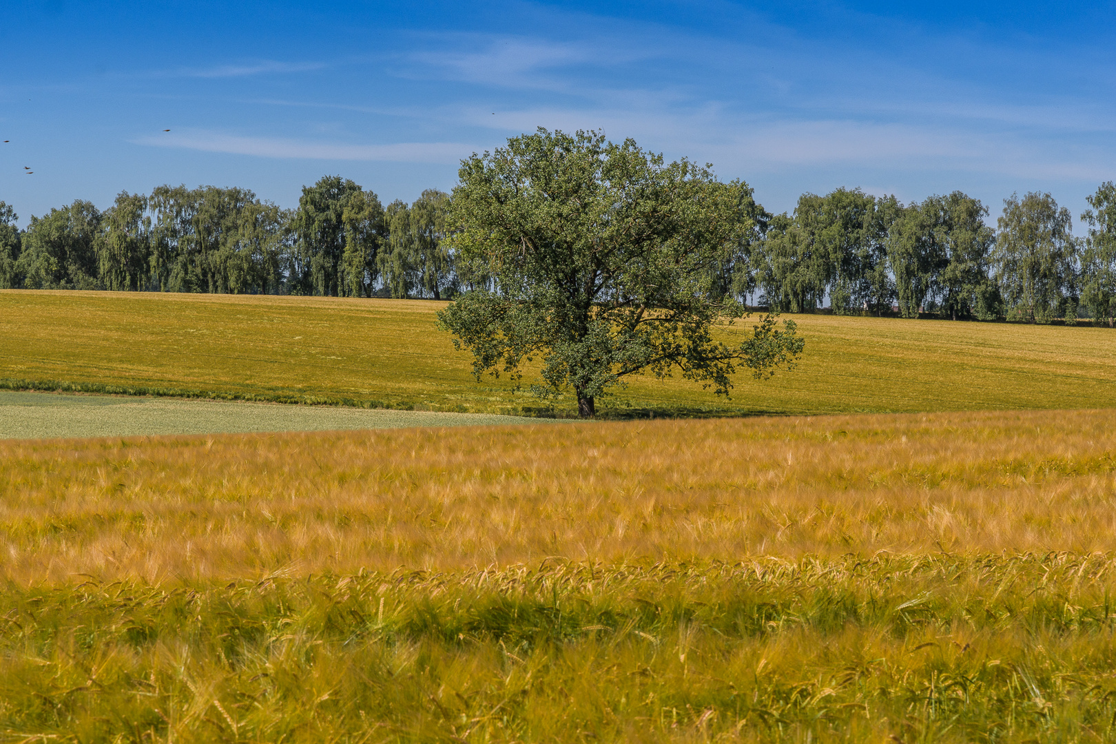 Farben des Sommers