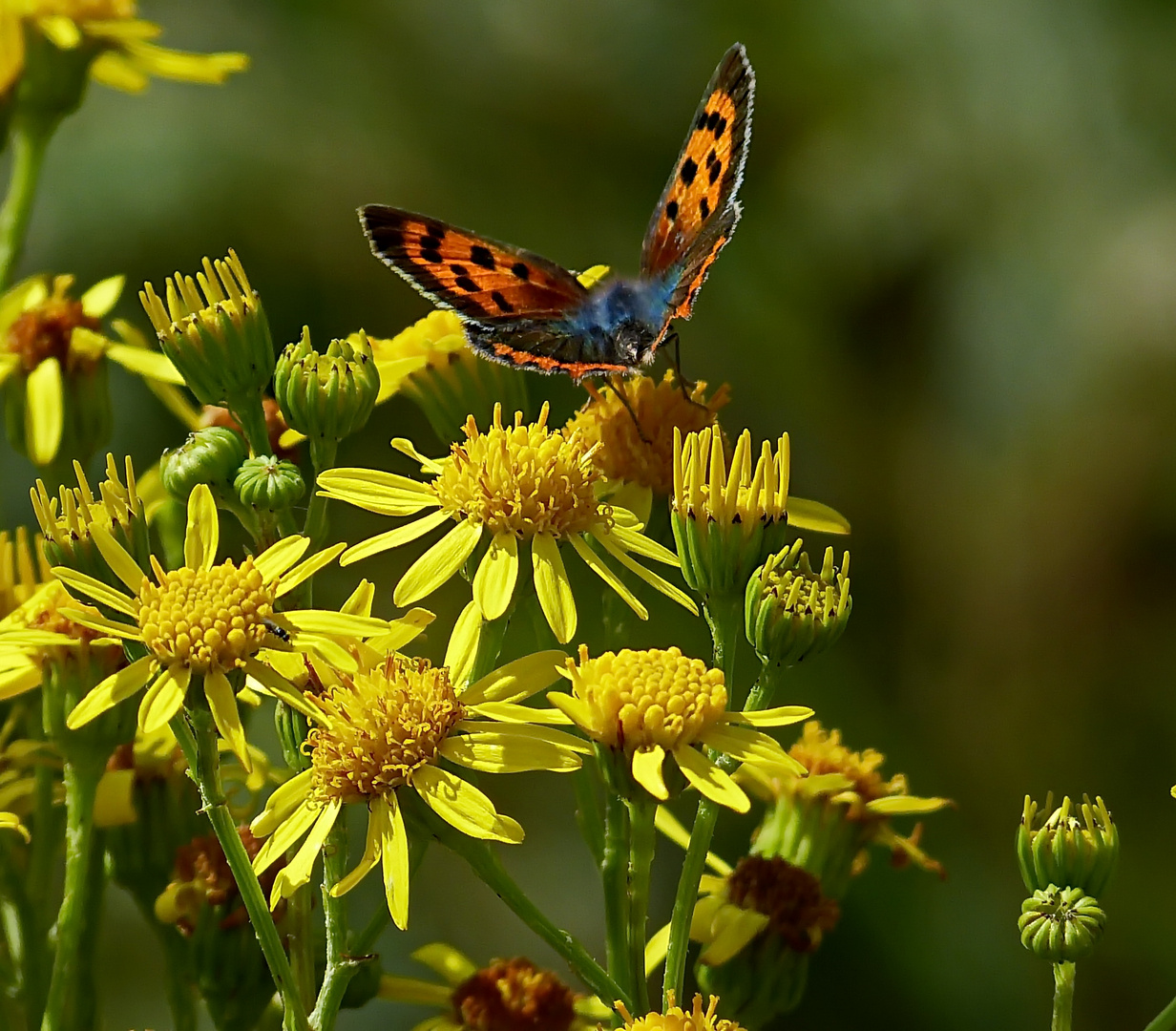 Farben des Sommers   Feuerfalter auf Jacobskreutzkraut