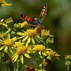 Farben des Sommers   Feuerfalter auf Jacobskreutzkraut