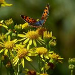 Farben des Sommers   Feuerfalter auf Jacobskreutzkraut