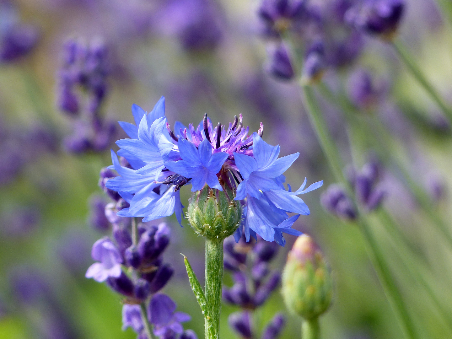 Farben des Sommers Kornblume 