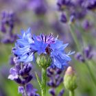 Farben des Sommers Kornblume 