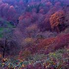 Farben des Spätherbsts