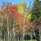 Farben des Spätsommer