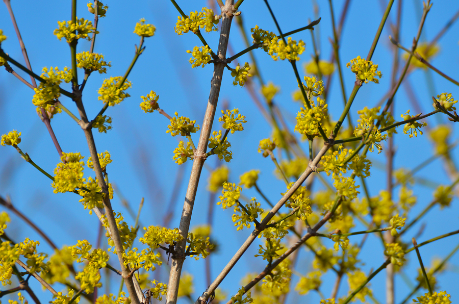 Farben des Vorfrühlings von Angies Fotowelt