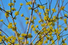 Farben des Vorfrühlings