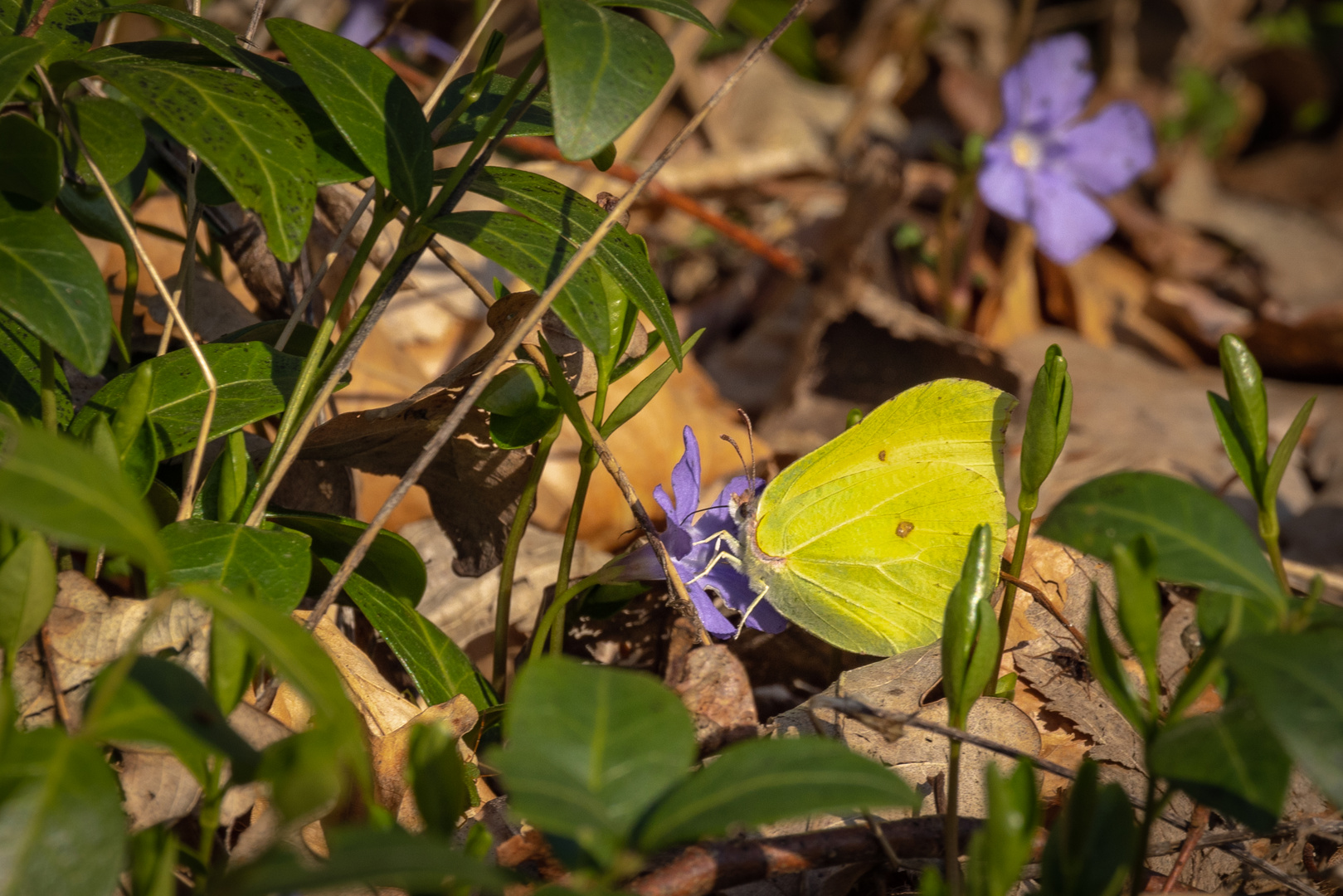 Farben des Waldes