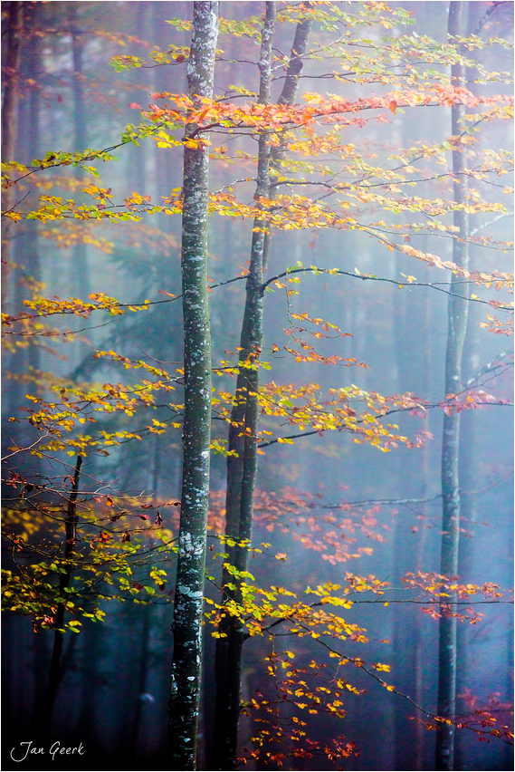 Farben des Waldes