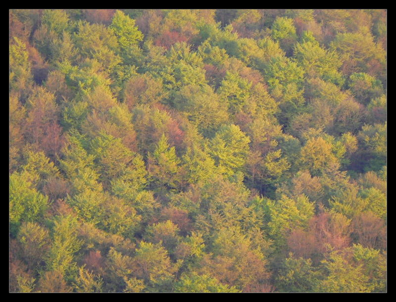 Farben des Waldes