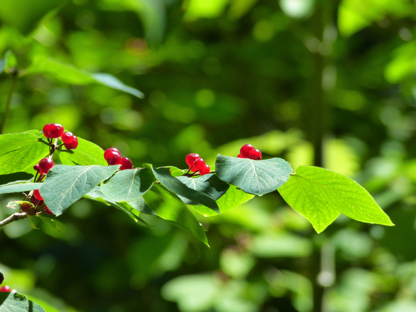 Farben des Waldes