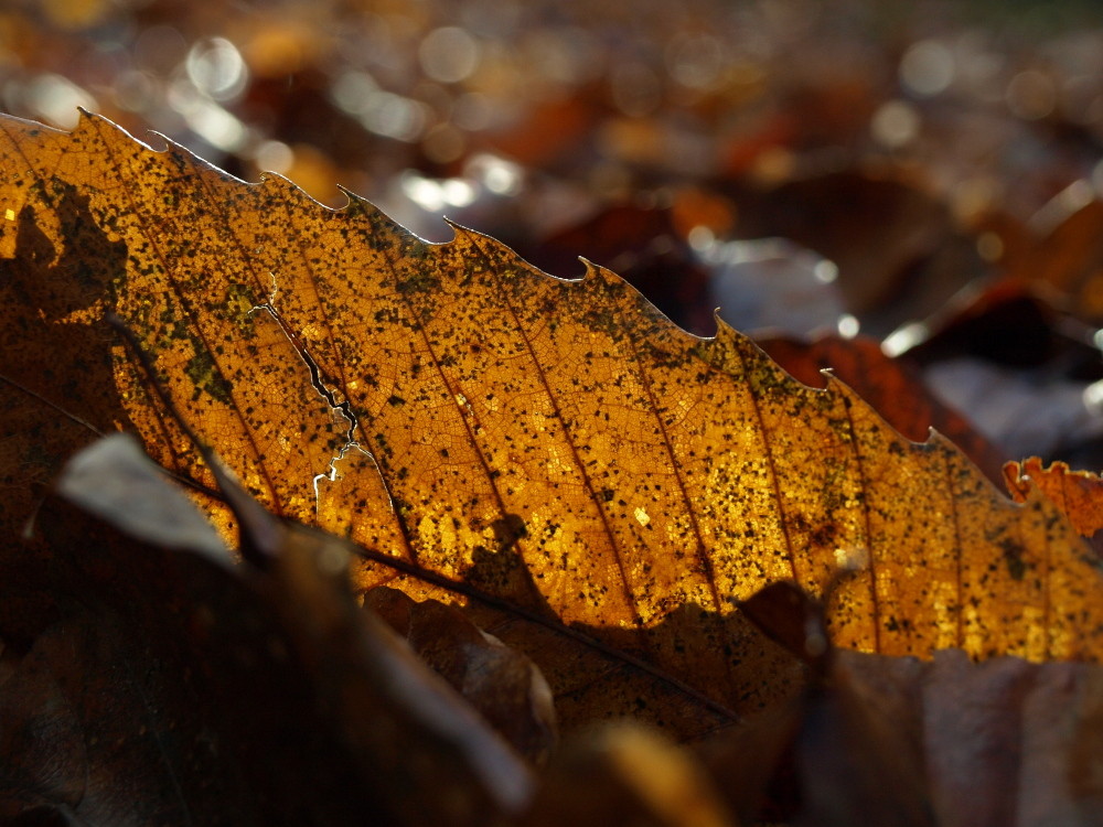 Farben des Waldes