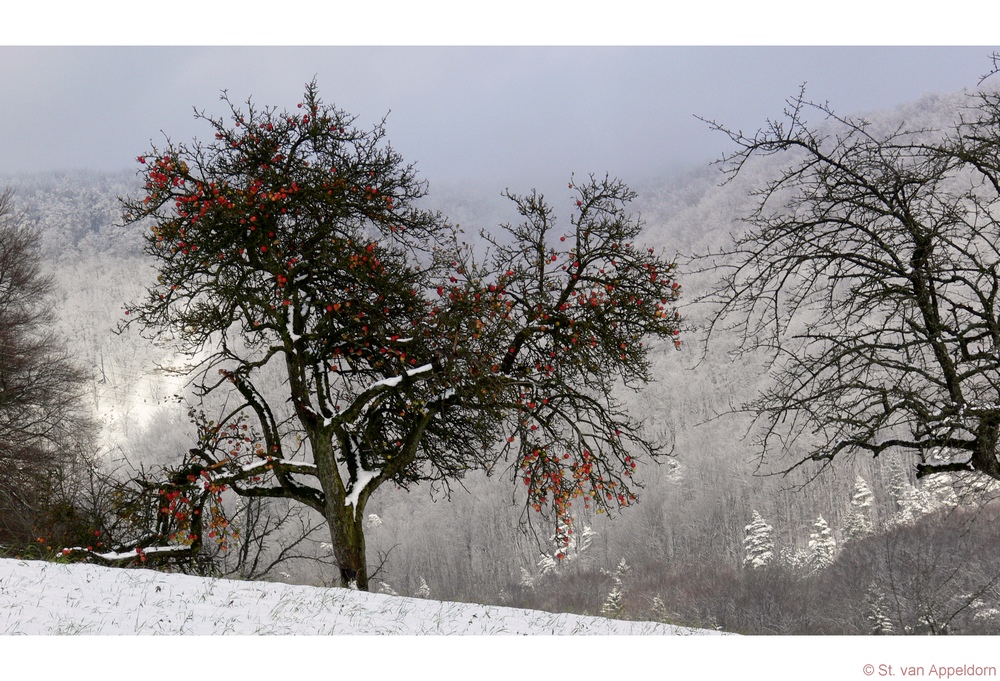 Farben des Winters