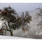 Farben des Winters