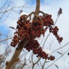 Farben des Winters