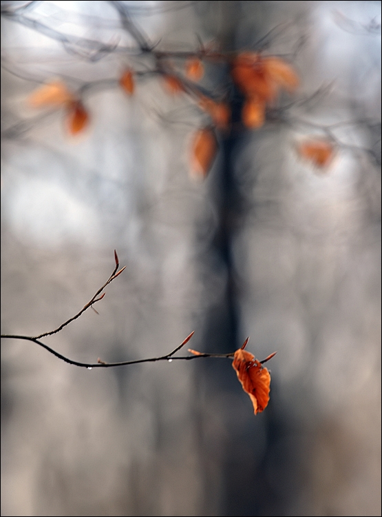 Farben des Winters