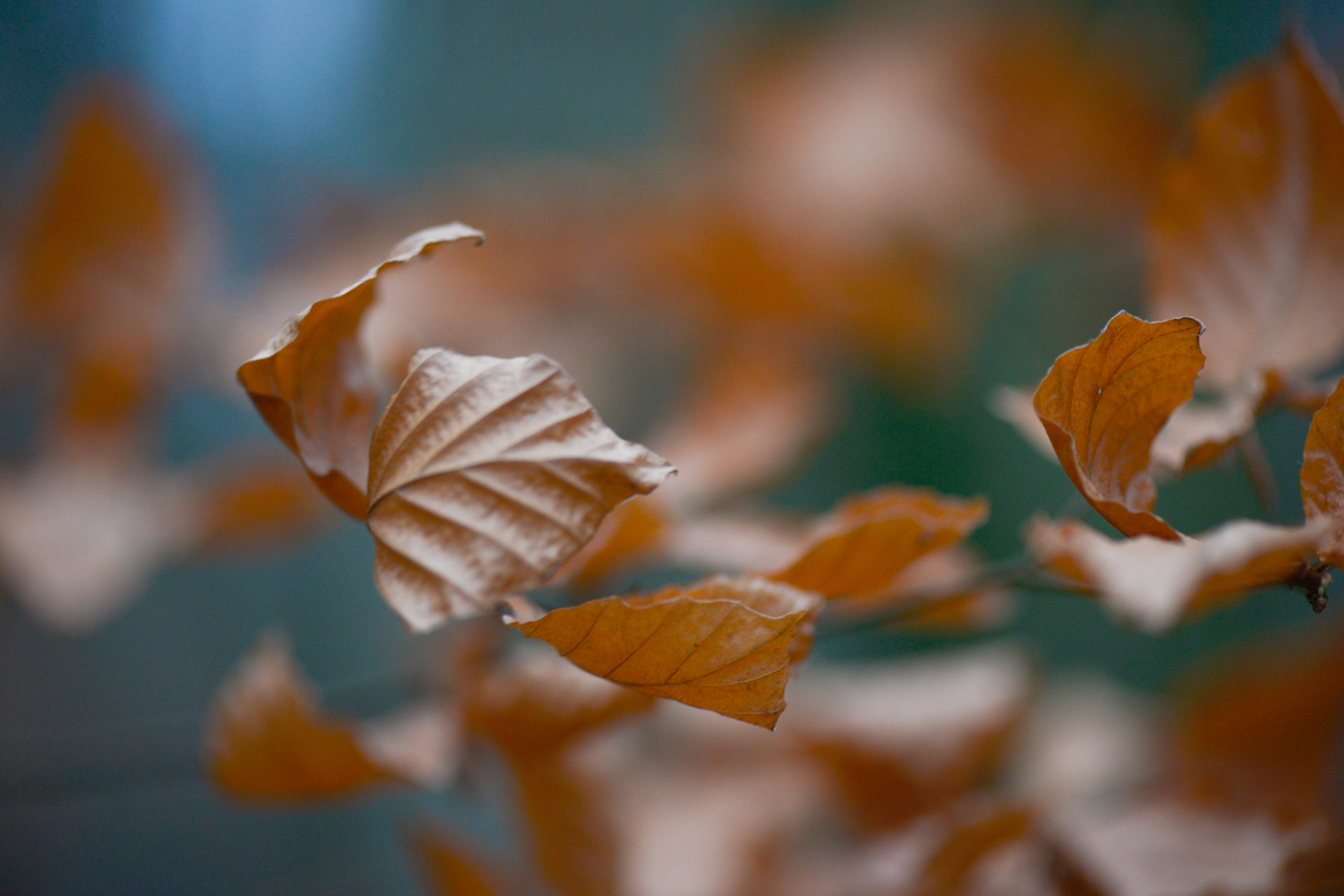 Farben des Winters