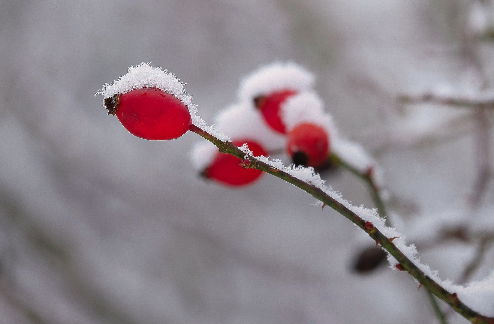 Farben des Winters