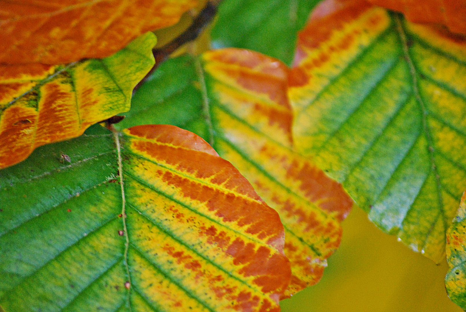 Farben, die der Herbst so zaubert...