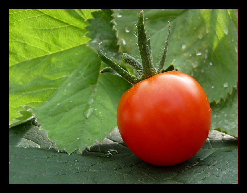 Farben einer Tomate