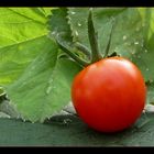 Farben einer Tomate