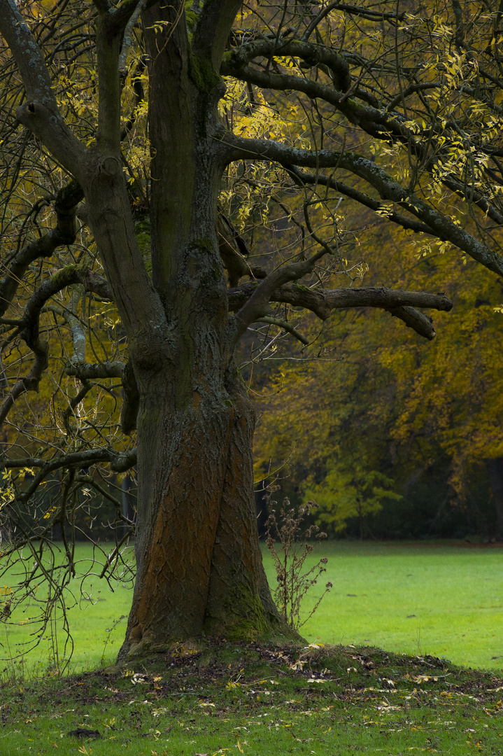 Farben eines alternden Baumes