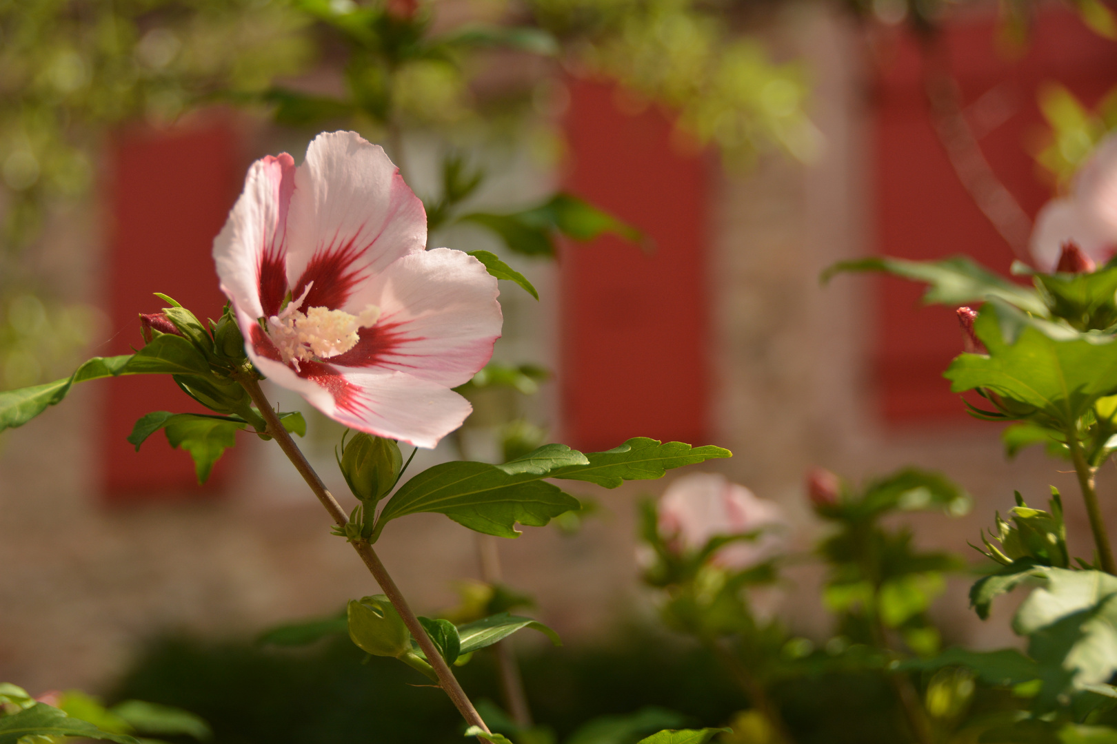 Farben-Flower