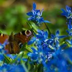 Farben froh gehts in den Frühling