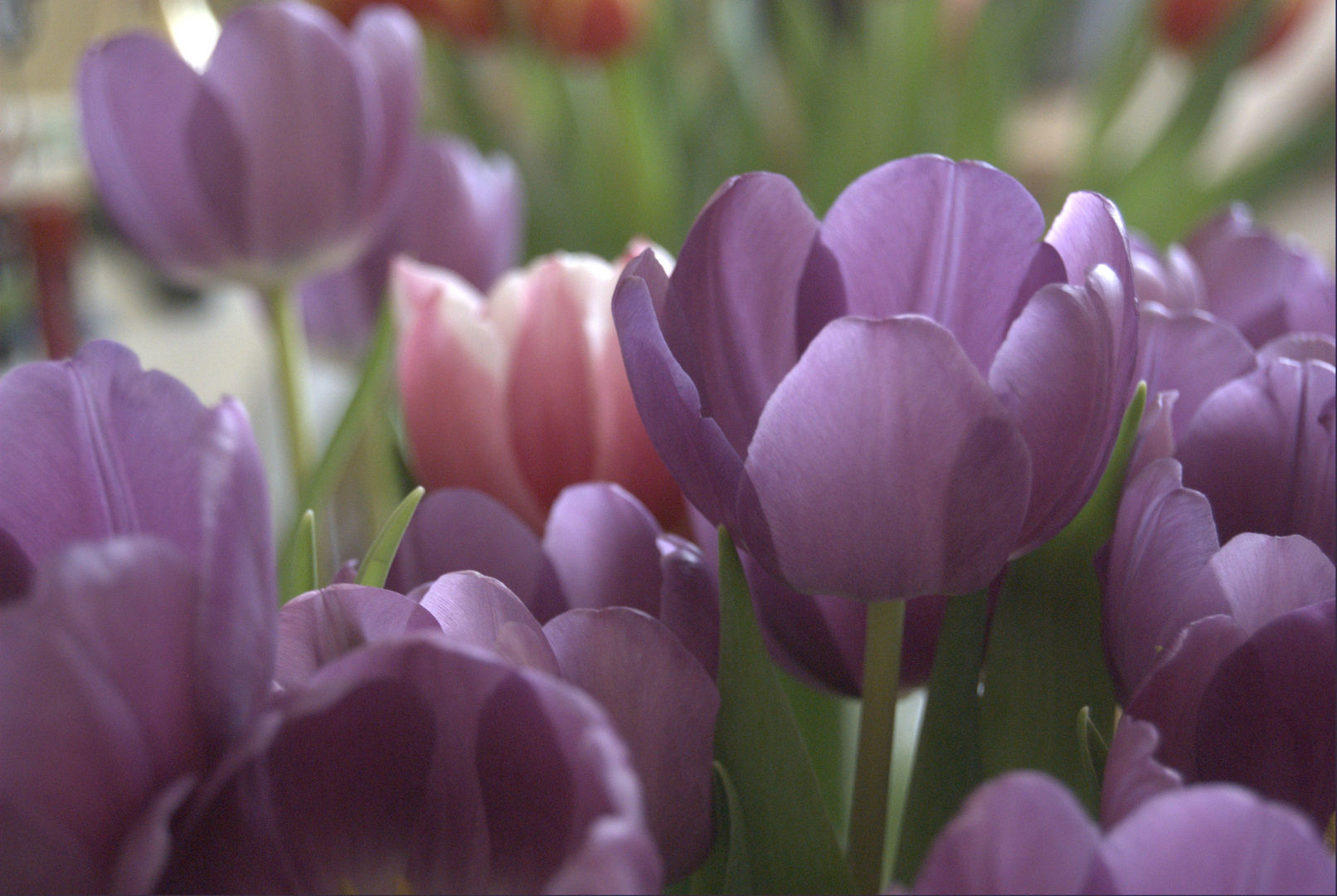 farben frohe tulpen