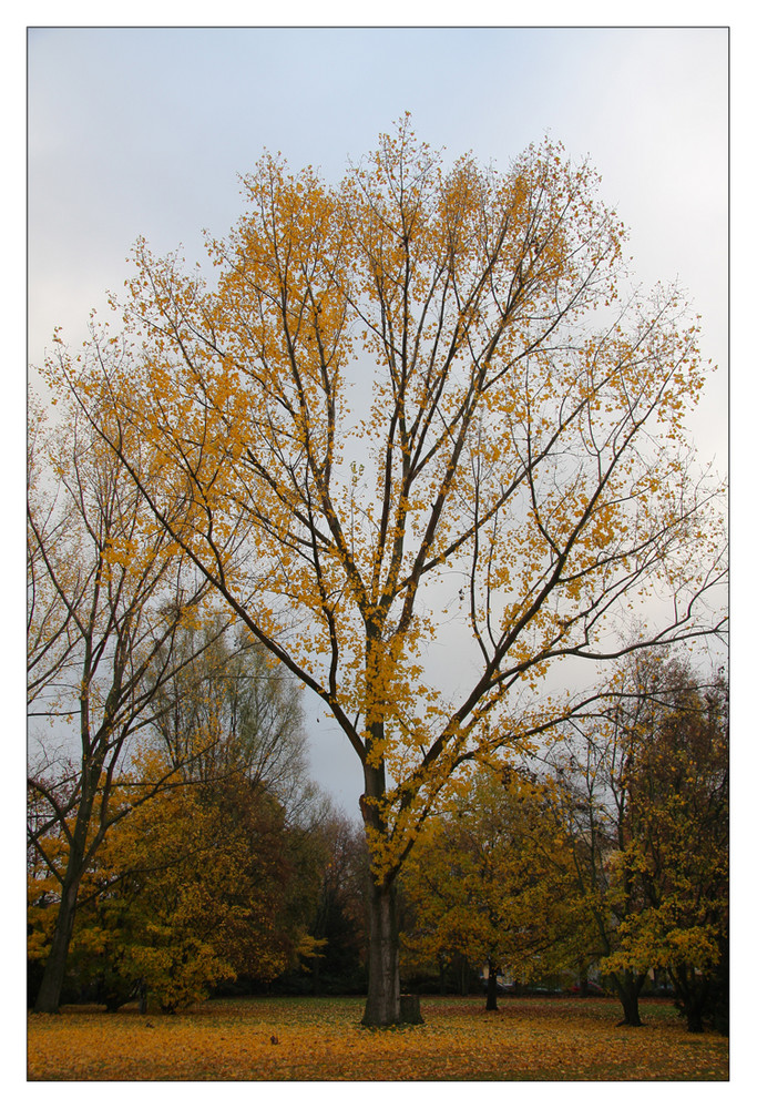 Farben: gelb, hellblau