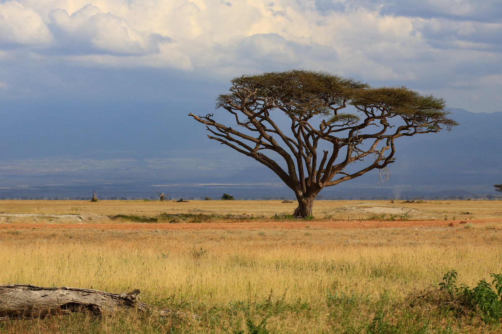 Farben im Amboseli NP