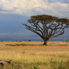 Farben im Amboseli NP