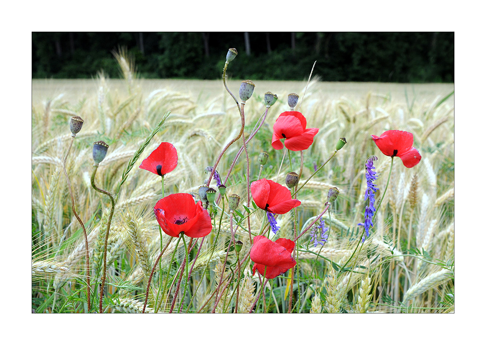 Farben im Feld